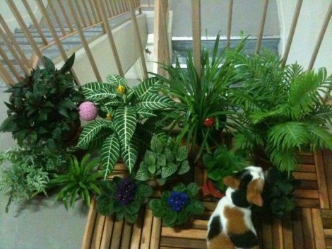 my little garden (plus kitty)